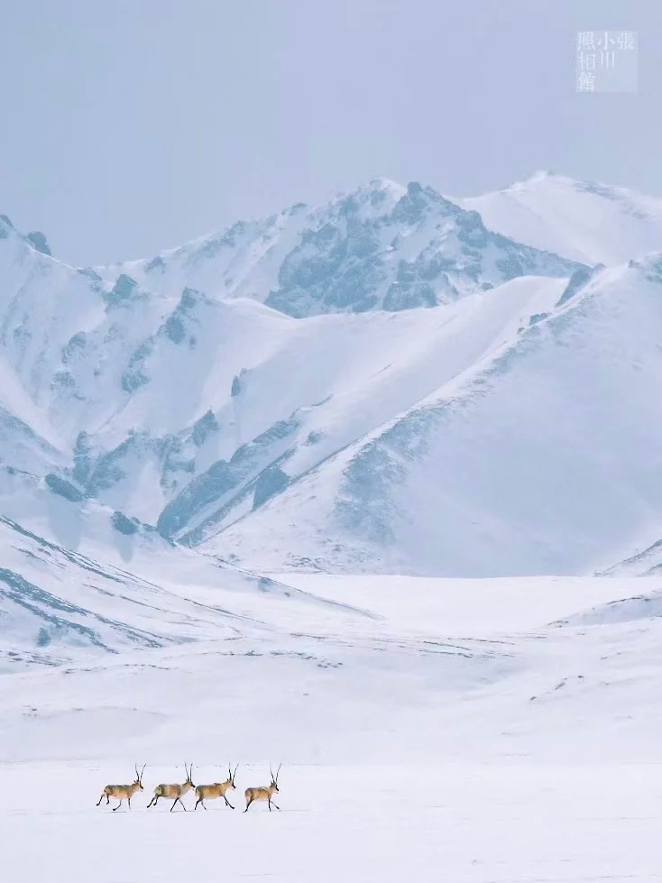 那些年看过的雪山_1_张小川在拍照_来自小红书网页版